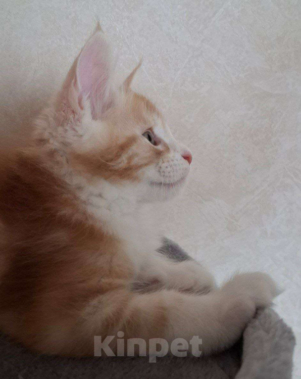 Кошки в Геленджике: Продаётся котёнок мейн-кун, мальчик, яркий рыжий окрас d 03 22, из питомника EdenLight (Геленджик) Мальчик, Бесплатно - фото 4