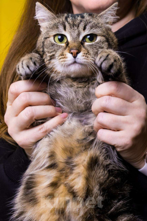 Кошки в Москве: Кошка Пуся ищет дом! Девочка, Бесплатно - фото 4