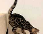 Кошки в Москве: Бенгальский котенок  Девочка, 50 000 руб. - фото 8