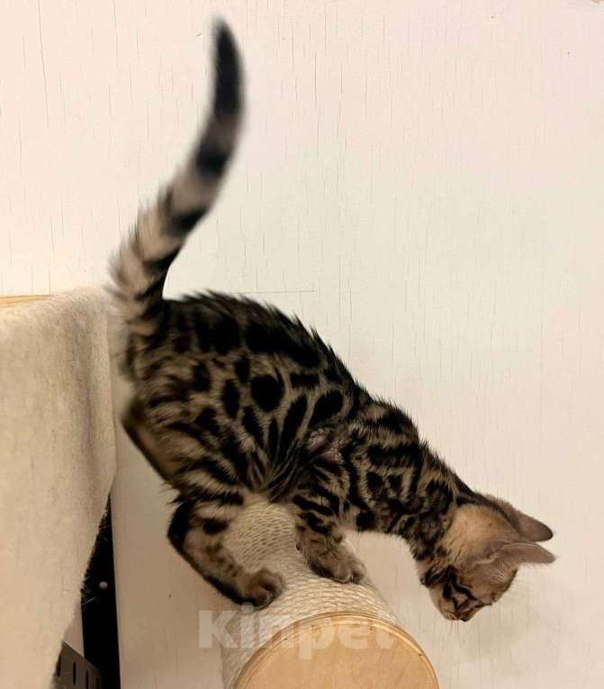 Кошки в Москве: Бенгальский котенок  Девочка, 50 000 руб. - фото 8