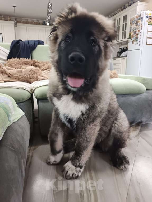 Собаки в Балашихе: Продам щенка кавказской овчарки Девочка, 30 000 руб. - фото 2