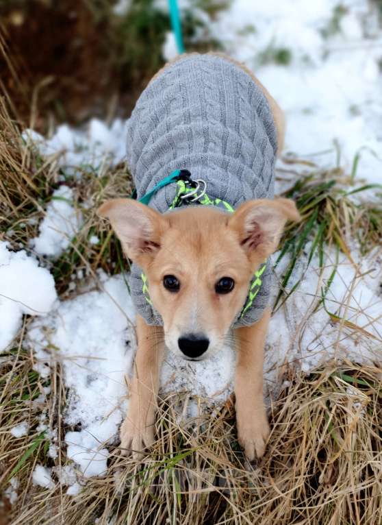 Собаки в Москве: Небольшая девочка щенок Девочка, Бесплатно - фото 6