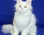 Кошки в Фокино: Котик мейн кун Мальчик, 40 000 руб. - фото 5