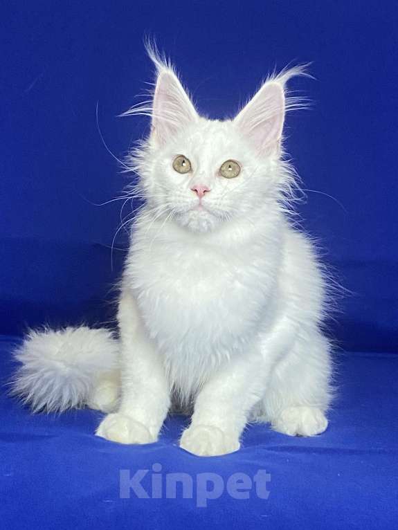 Кошки в Фокино: Котик мейн кун Мальчик, 40 000 руб. - фото 5