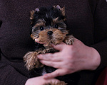 Собаки в Москве: Йоркширская курносая красотка РКФ Девочка, 80 000 руб. - фото 8