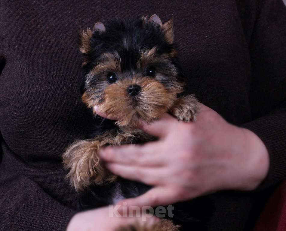 Собаки в Москве: Йоркширская курносая красотка РКФ Девочка, 80 000 руб. - фото 8