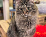 Кошки в Москве: Пушистая милая кошечка в добрые руки Девочка, Бесплатно - фото 1