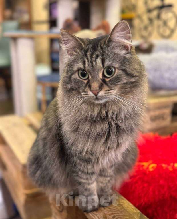 Кошки в Москве: Пушистая милая кошечка в добрые руки Девочка, Бесплатно - фото 1