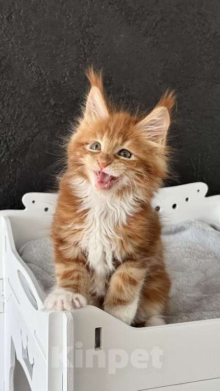 Кошки в Хабаровске: Мейн кун Бандерас Мальчик, 100 000 руб. - фото 5