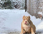 Собаки в Москве: Очаровательный  щенок булли покет Девочка, 110 руб. - фото 2