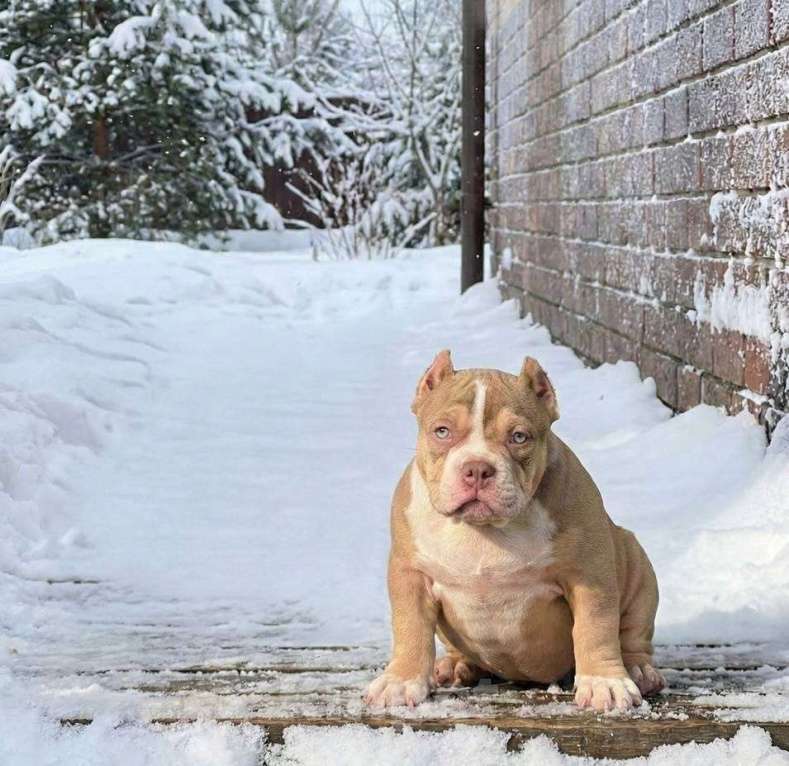 Собаки в Москве: Очаровательный  щенок булли покет Девочка, 110 руб. - фото 2