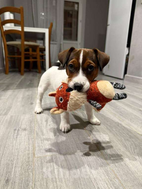 Собаки в Москве: Мальчик 3 мес Бенджамин Мальчик, Бесплатно - фото 5