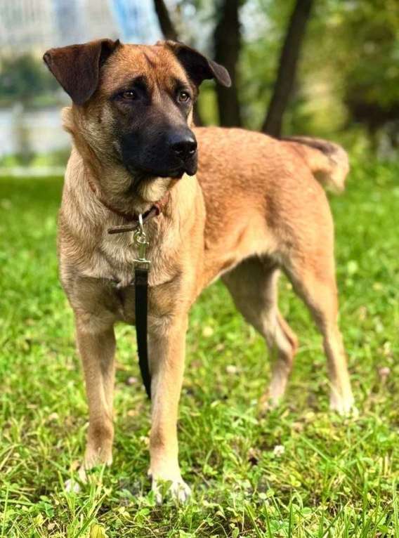 Собаки в Москве: Рыжая собачка-умница Джина в добрые руки Девочка, 1 руб. - фото 4