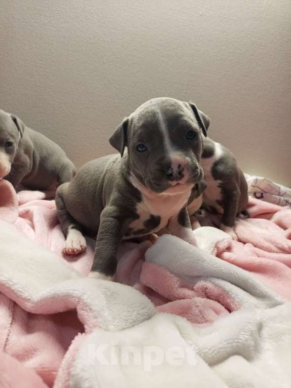 Собаки в Серпухове: Амстаффики!) Девочка, 35 000 руб. - фото 3