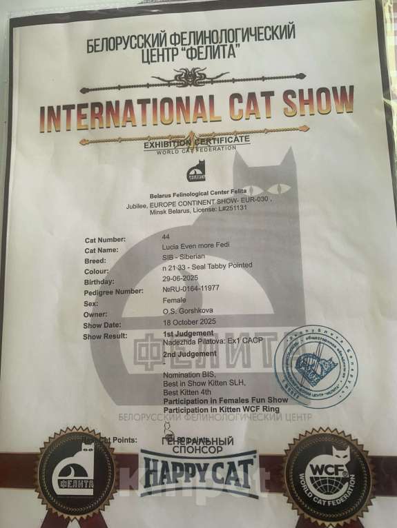 Кошки в Москве: Котенок-чемпион Девочка, 70 000 руб. - фото 7