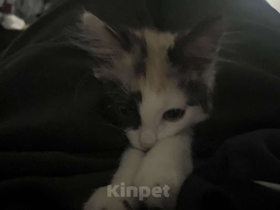 Кошки в Ижевске: котенок (девочка) в добрые руки  Девочка, Бесплатно - фото 3