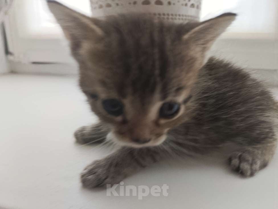 Кошки в Москве: Антистресс Мальчик, Бесплатно - фото 2