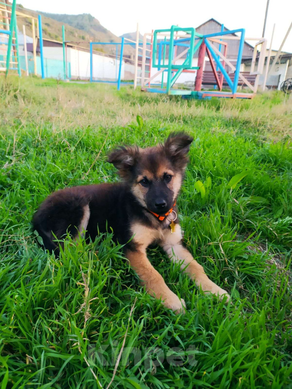 Собаки в Москве: Щеночек фенотип овчарки Мальчик, Бесплатно - фото 8