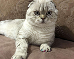 Кошки в Чебоксарах: Шотландский кот на вязку, 1 000 руб. - фото 3