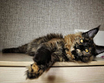Кошки в Ейске: котята Мейн-Кун Девочка, Бесплатно - фото 1