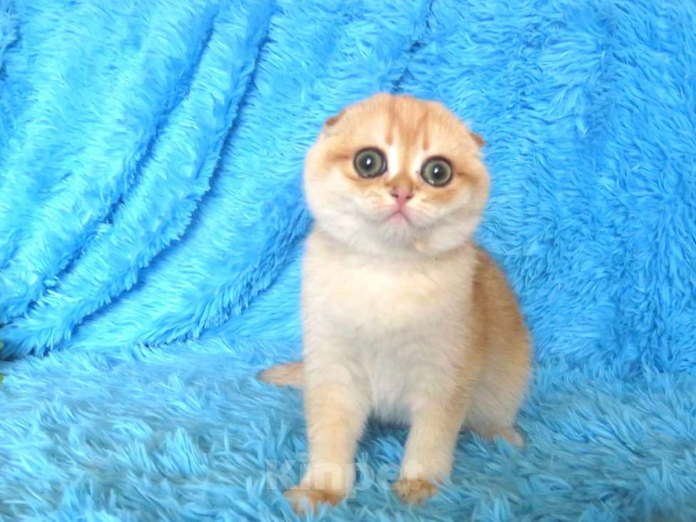 Кошки в Москве: роскошная золотая шиншилла Девочка, Бесплатно - фото 4