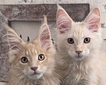 Кошки в Ставрополе: Котята мейн-кун Разнополые, 30 000 руб. - фото 1