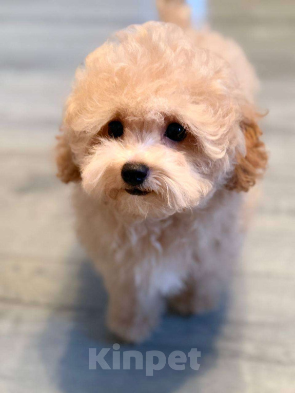 Собаки в Мытищах: Пушон Оскар Мальчик, 80 000 руб. - фото 1