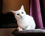 Кошки в Москве: Белая кошечка Коша ищет дом Девочка, 1 руб. - фото 6