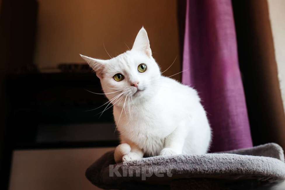 Кошки в Москве: Белая кошечка Коша ищет дом Девочка, 1 руб. - фото 6