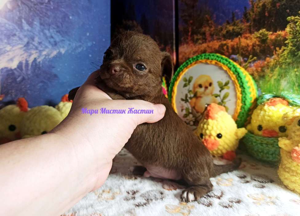 Собаки в Санкт-Петербурге: Жастин короткошерстный чихуахуа шоколадного окраса Мальчик, 50 000 руб. - фото 3