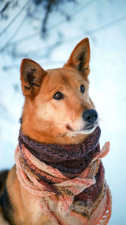 Собаки в Балашихе: Саливан — Хитрый Лис с сердцем из золота! Мальчик, Бесплатно - фото 2