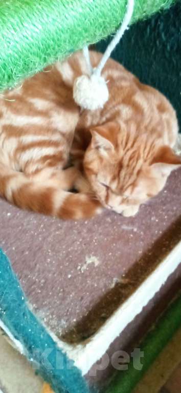 Кошки в Москве: Шотландский скоттиш страйт. Мальчик, 45 000 руб. - фото 2