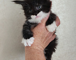 Кошки в Люберцах: Котенок мейн-кун Мальчик, 50 000 руб. - фото 1