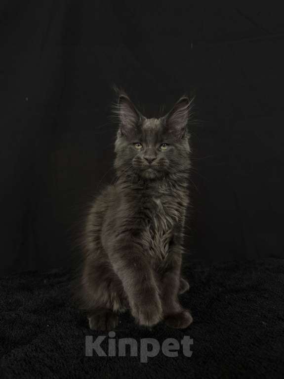 Кошки в Москве: Мейн-кун котенок Мальчик, 80 000 руб. - фото 2