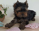Собаки в других городах Свердловской области: Йоркширский терьер щенок Девочка, 45 000 руб. - фото 1