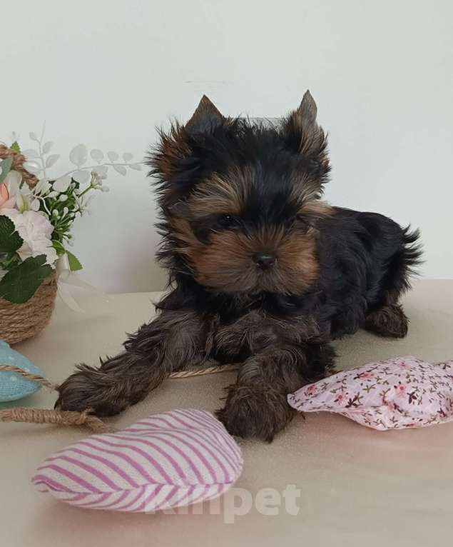 Собаки в других городах Свердловской области: Йоркширский терьер щенок Девочка, 45 000 руб. - фото 1