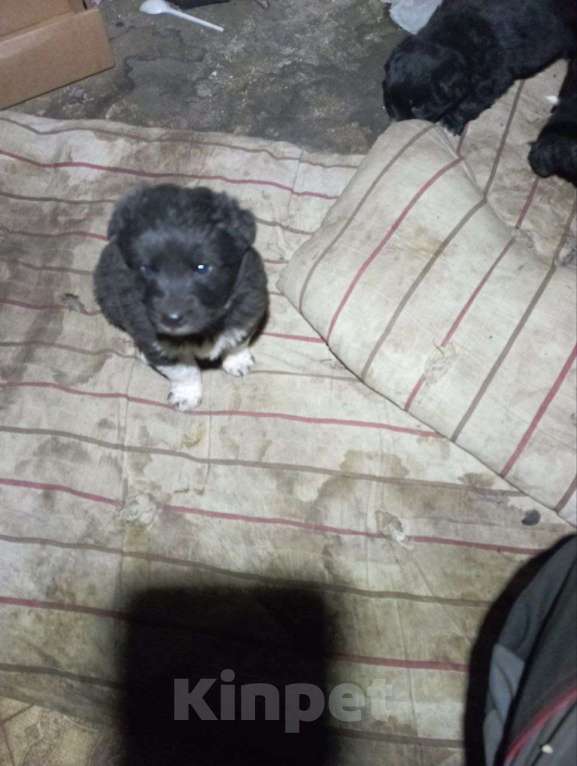 Собаки в Шебекино: щенят в добрые руки  Мальчик, Бесплатно - фото 3