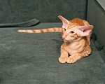 Кошки в Подольске: Яркое солнышко Мальчик, 65 000 руб. - фото 6