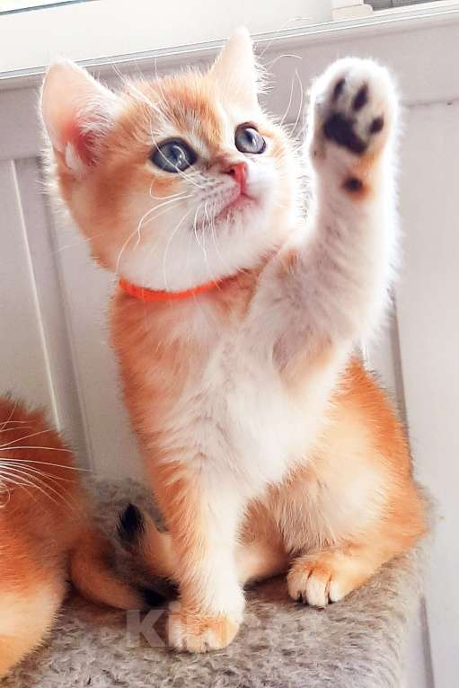 Кошки в Москве: Золотые британские шиншилы  Мальчик, 50 000 руб. - фото 4