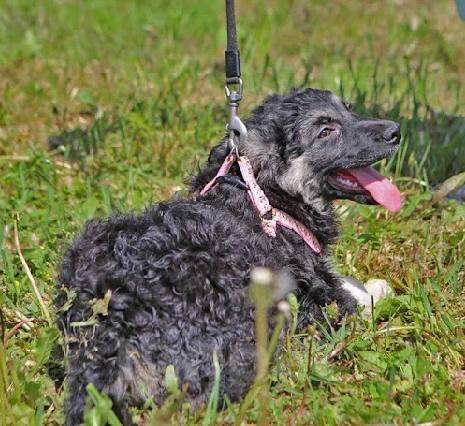 Собаки в Москве: Кудряшка из приюта ищет дом Девочка, Бесплатно - фото 5
