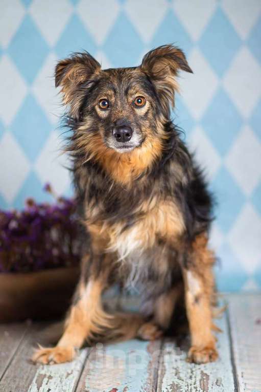 Собаки в Москве: Маленькая пушистая собачка-инвалид Лёля в приюте в добрые руки Девочка, 1 руб. - фото 7