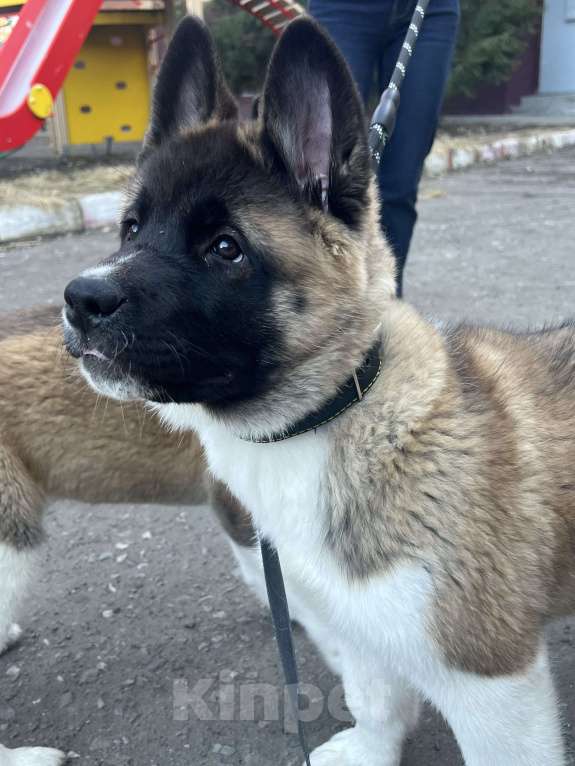 Собаки в Омске: Щенок Американской Акиты Девочка, 50 000 руб. - фото 8