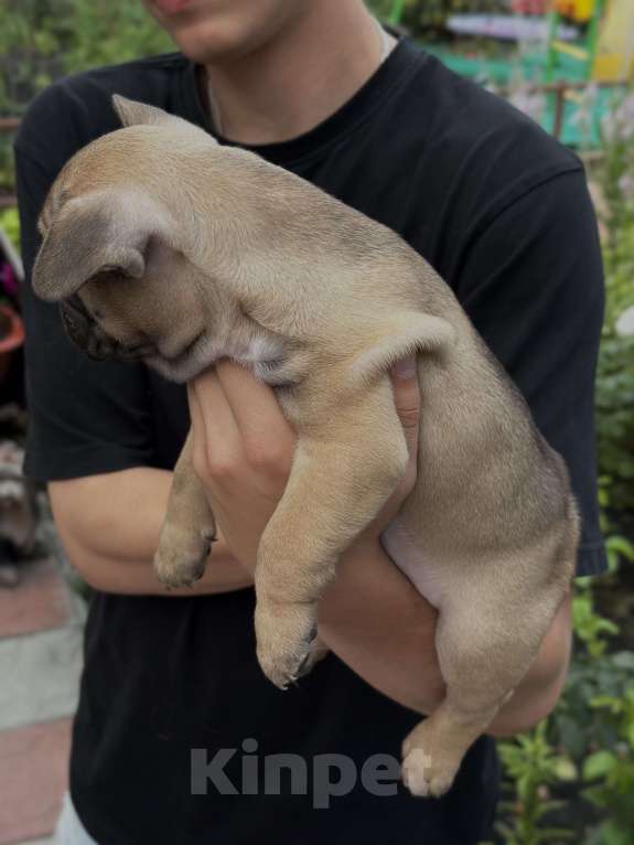 Собаки в Пензе: Французский бульдог щенок мальчик Мальчик, 30 000 руб. - фото 2