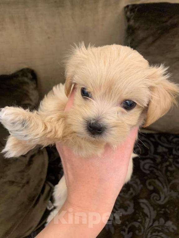 Собаки в Москве: щенки мальтипу Ф1 Мальчик, 150 000 руб. - фото 7
