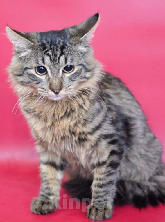 Кошки в Москве: Отдам котёнка в добрые руки Мальчик, Бесплатно - фото 6