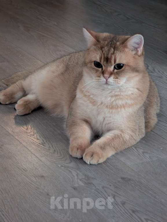 Кошки в Подольске: Кот для Вязки Мальчик, 6 000 руб. - фото 4