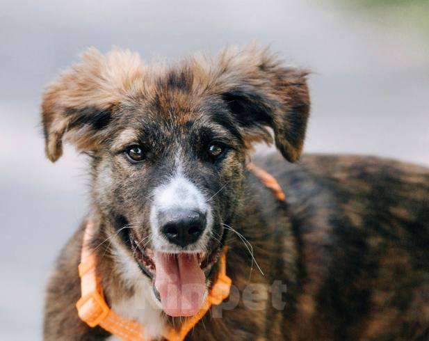 Собаки в Москве: Выбери меня! Мальчик, Бесплатно - фото 5