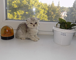Кошки в Москве: Шотландский вислоухий короткошёрстный котёнок Девочка, 16 000 руб. - фото 4