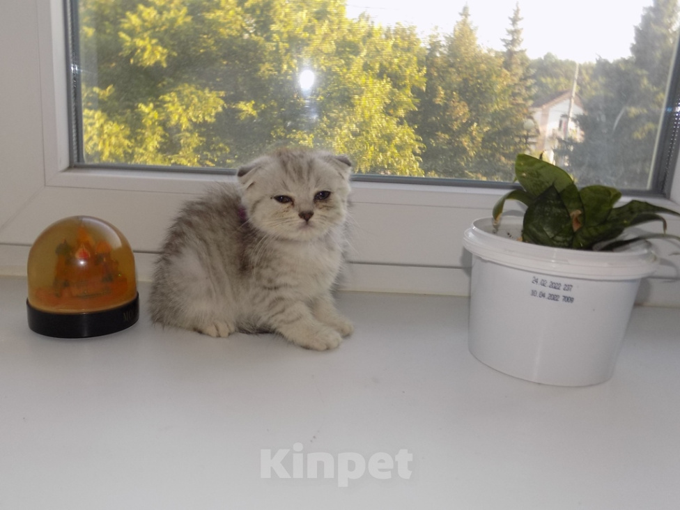 Кошки в Москве: Шотландский вислоухий короткошёрстный котёнок Девочка, 16 000 руб. - фото 4