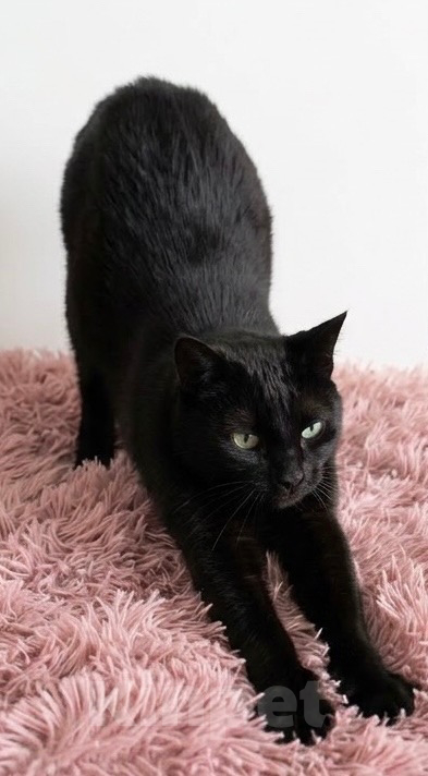 Кошки в Санкт-Петербурге: Черная кошка в добрые руки Девочка, Бесплатно - фото 2